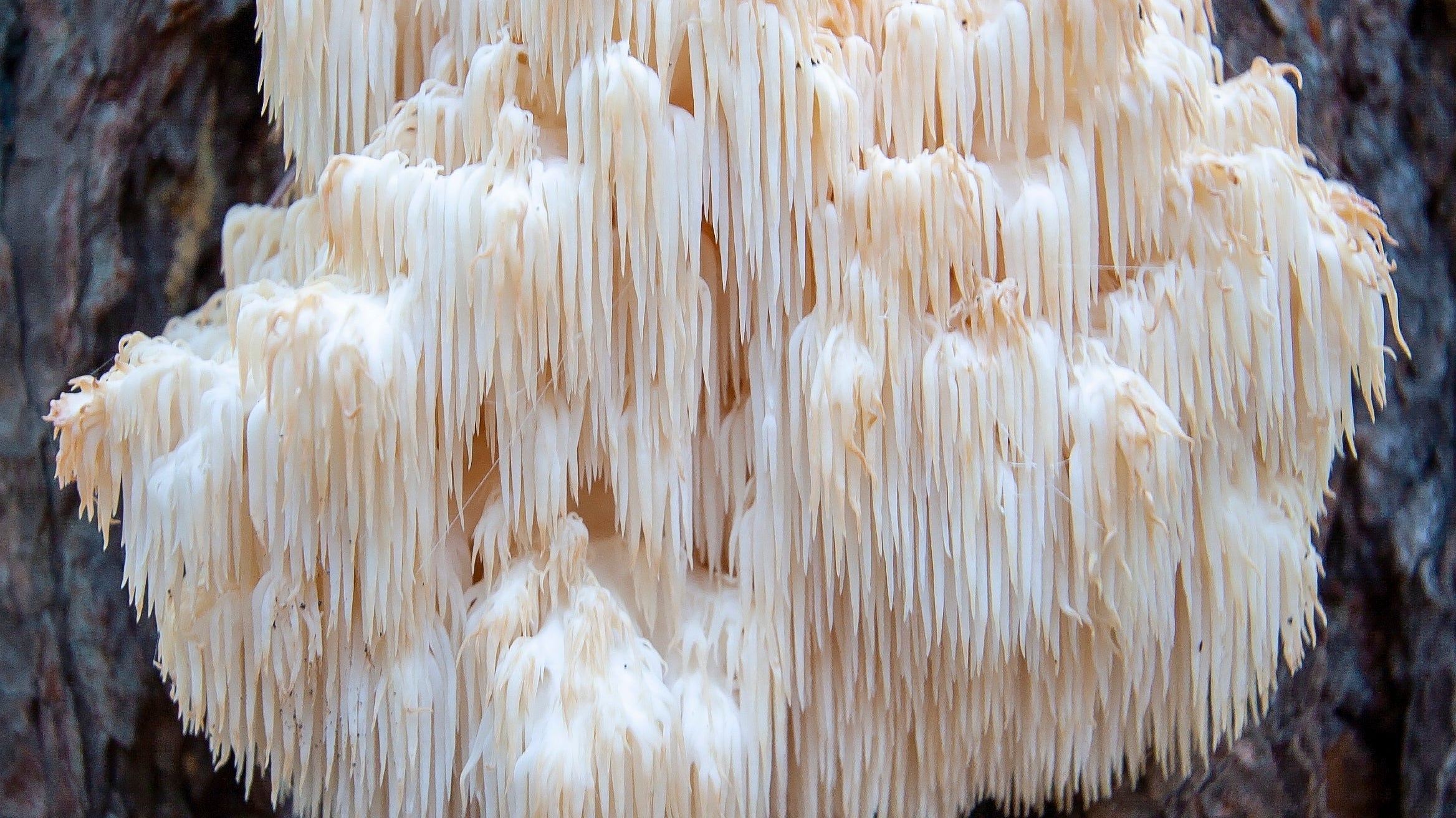 Lions Mane - What we need to know.