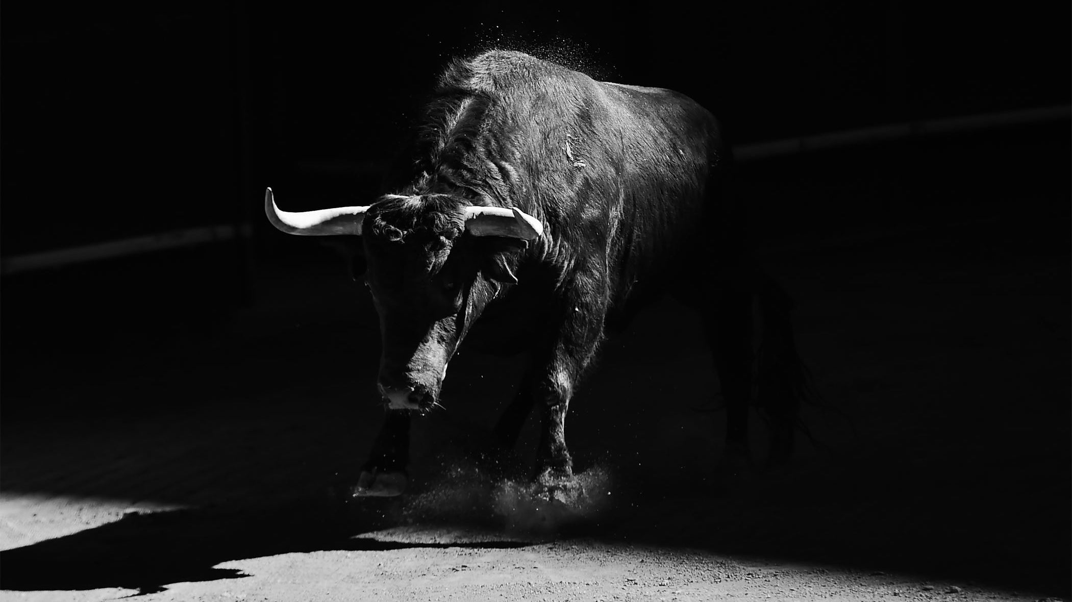 Cutting Through The Bull