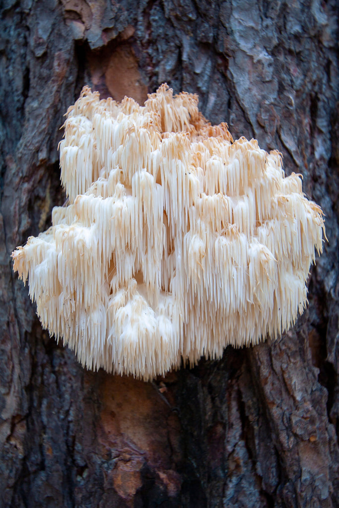 Lions Mane - What we need to know.