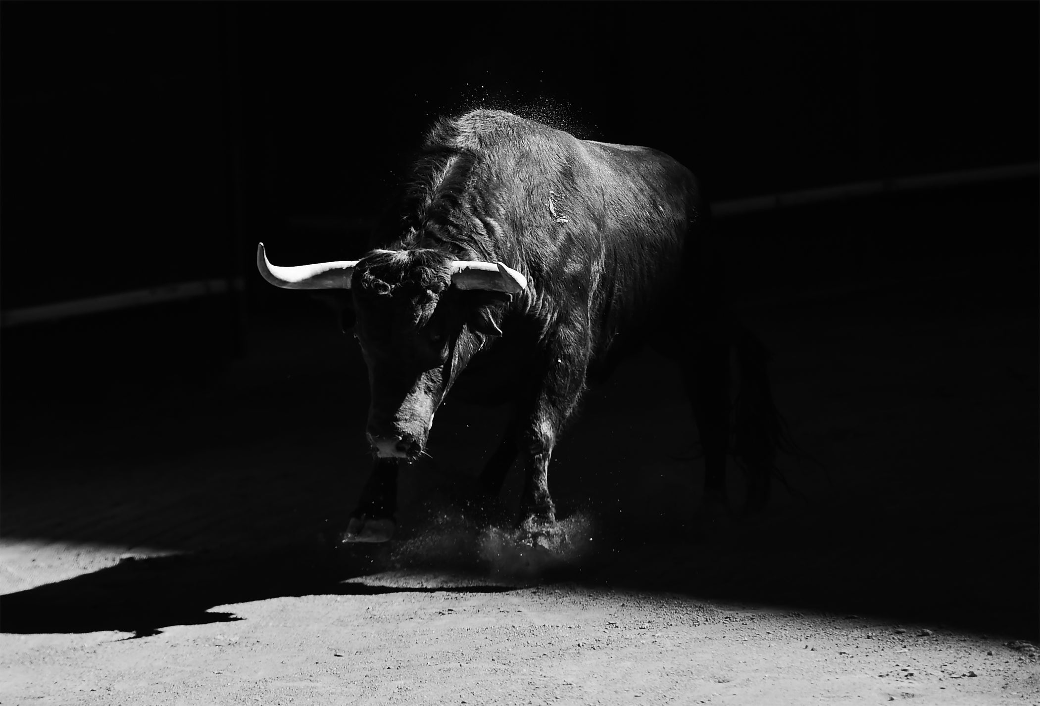 Cutting Through The Bull